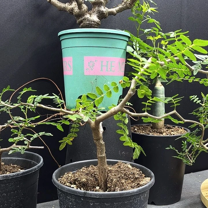 滔天橄榄一物一拍