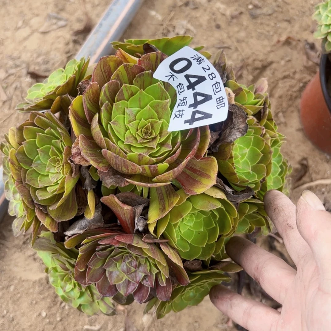 花月夜多肉植物法师0444