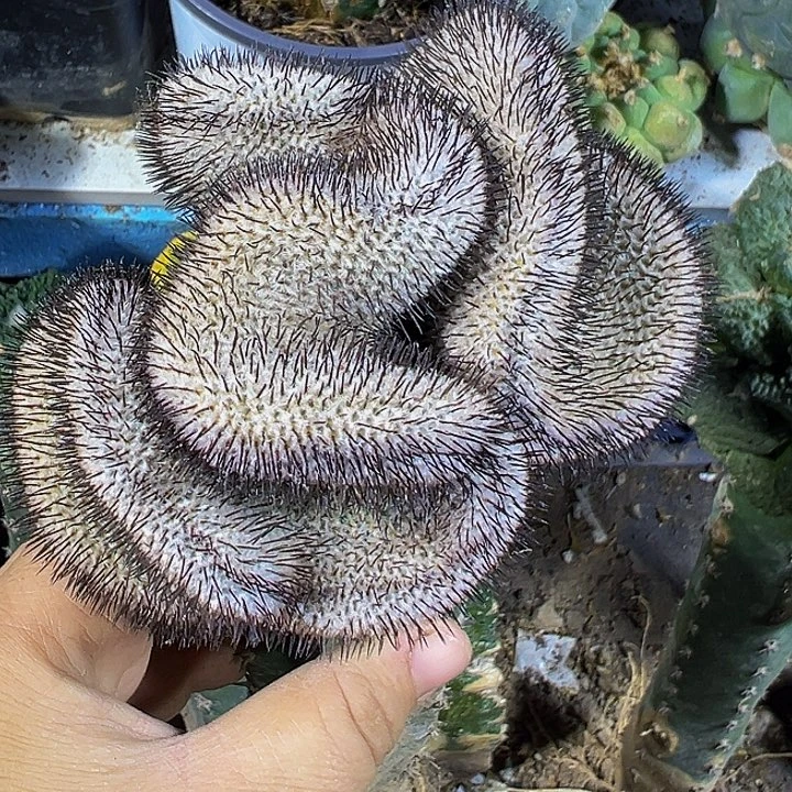 直刺佩雷缀591仙人球