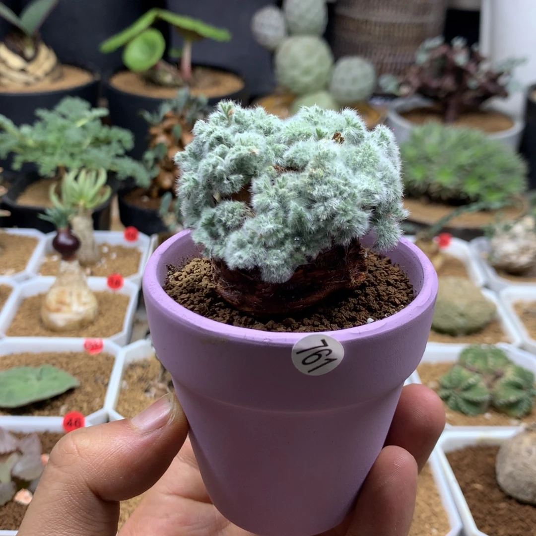 羽叶杨葵母本带盆多肉761