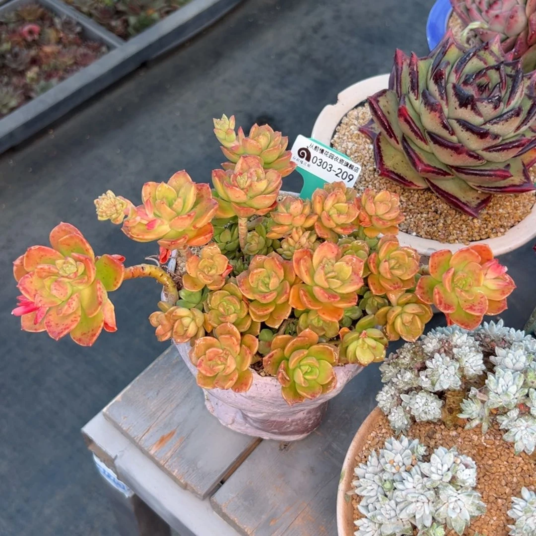 许*?多肉一物一拍0303-209带盆