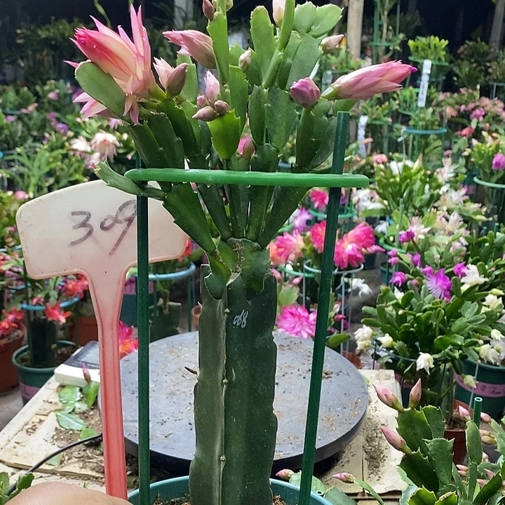 068带盆发顺丰309