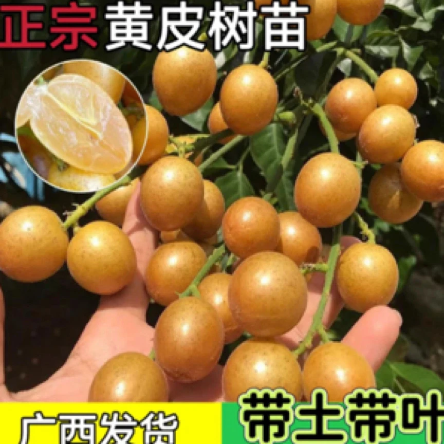 一物一拍黑金刚黄皮嫁接苗带土带叶发货盆栽地栽