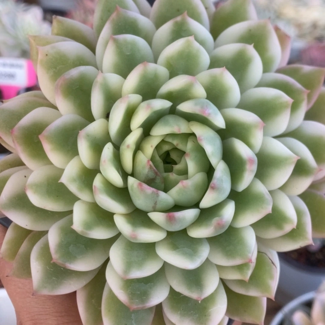 300长岛冰茶锦锦锦锦锦锦