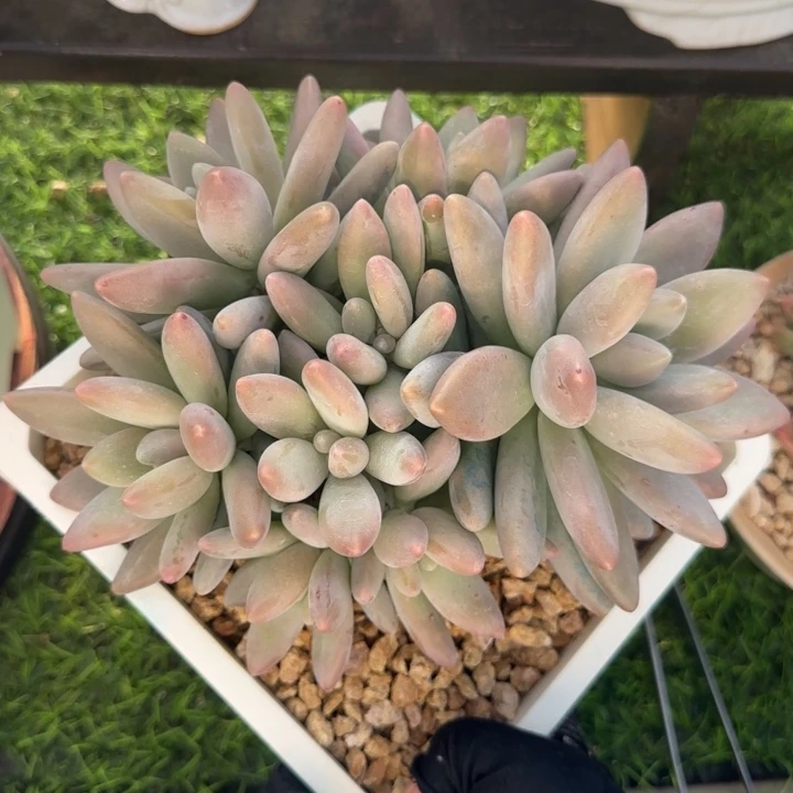 白兰地群生多肉植物