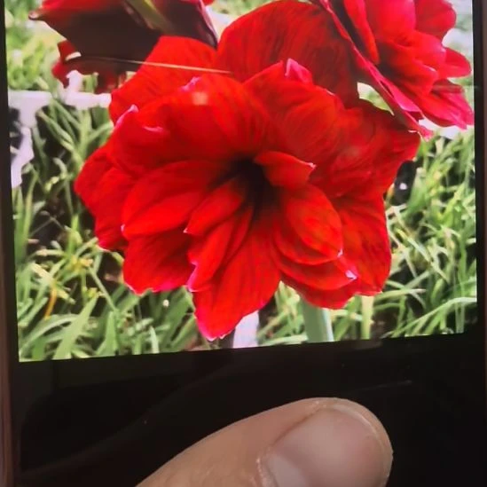 当前无花栽培后可以开花余烬7厘米裸根球