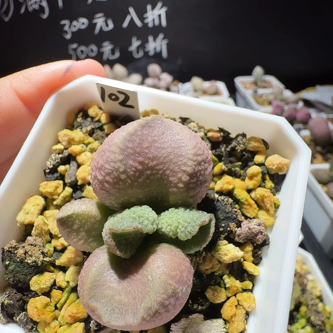 实生水泡，带盆发货满38包邮