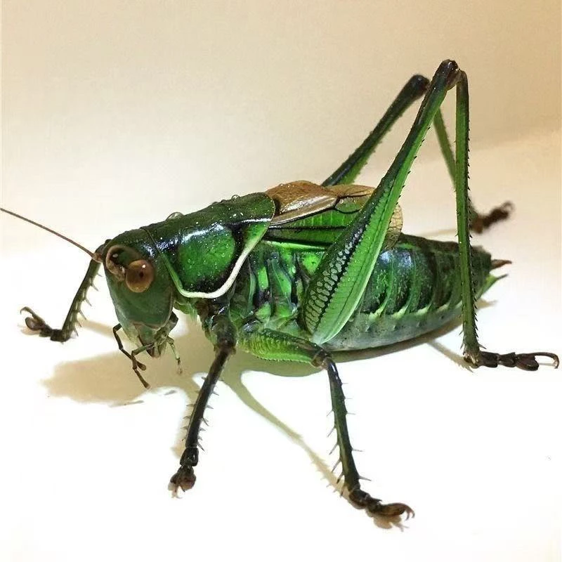 山青蝈蝈叫声响亮（顺丰包邮 偏远地区不包）