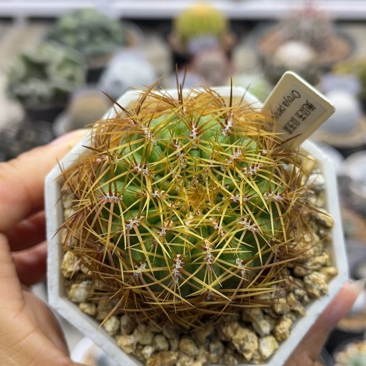 辣***?美须玉        实生根