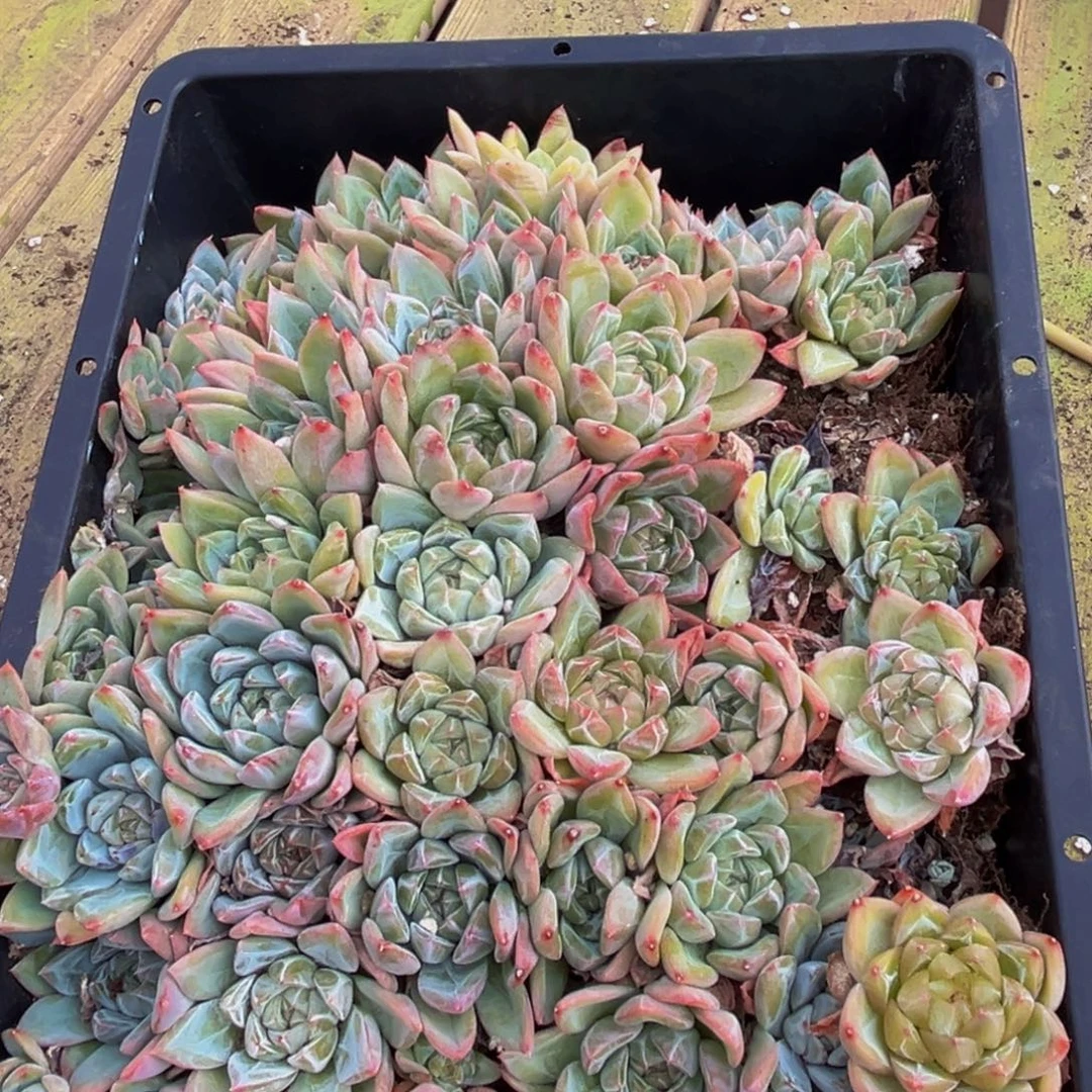 510的植物形态特征多年生草本或