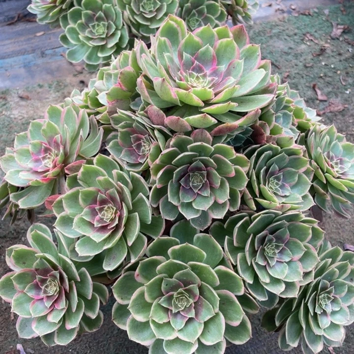 698大大粉花妖精品法师老桩