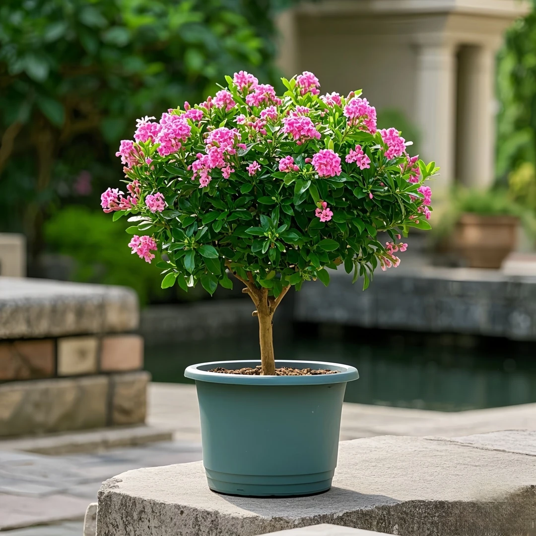 【爆款】香水米兰浓香型绿植室内客厅阳台四季常青驱蚊花卉好养