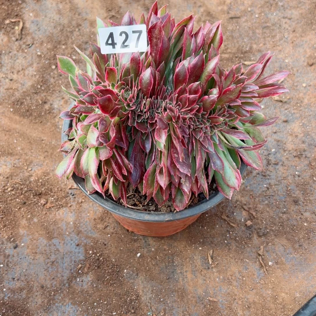 427 号多肉法师植物花妖