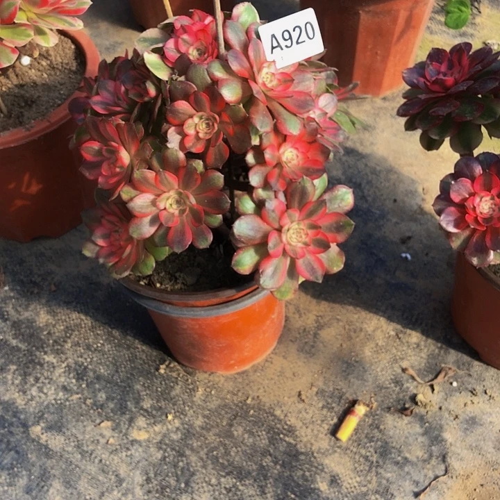 用***0荔枝多肉920000000000