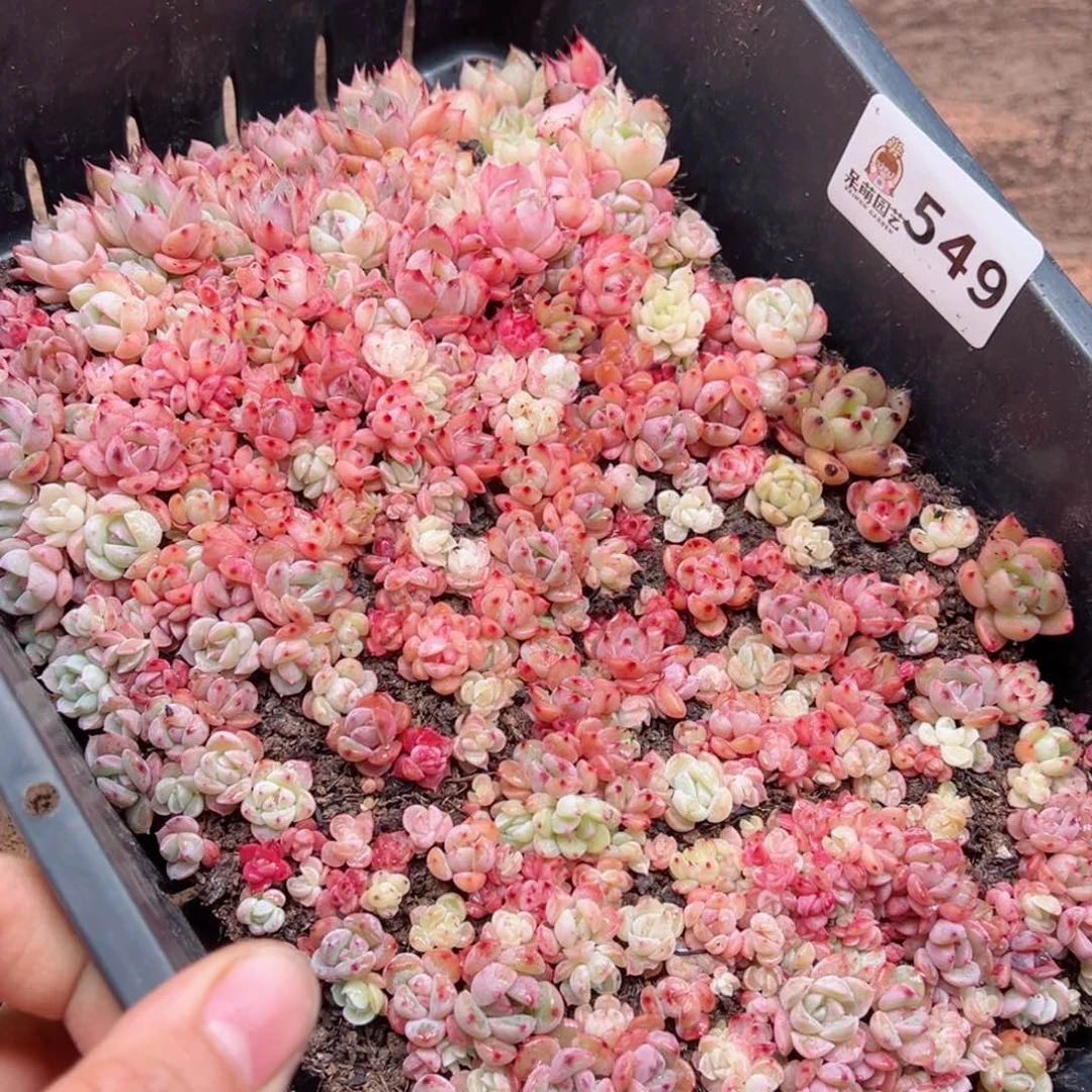 多肉植物多肉植物