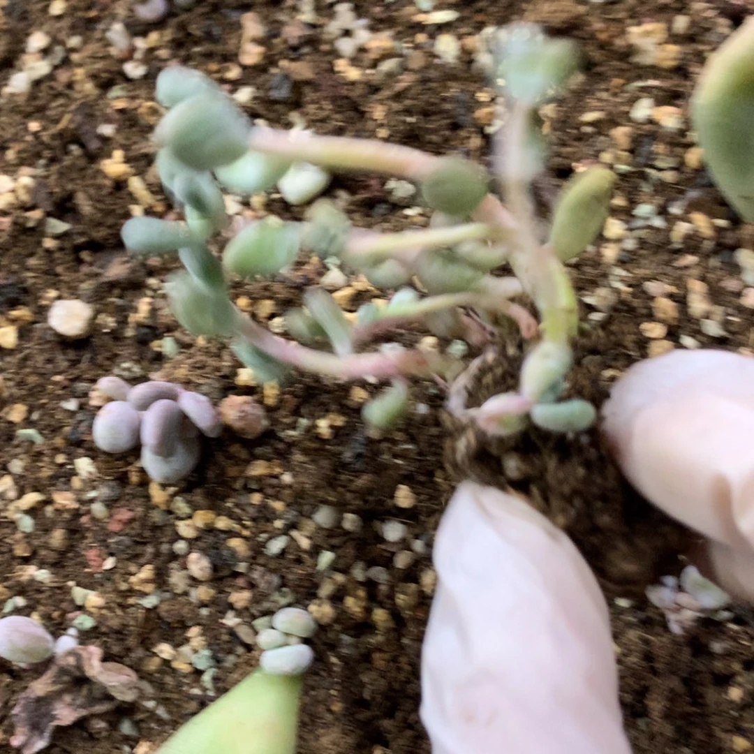 苹果奶酪多肉苹果吗