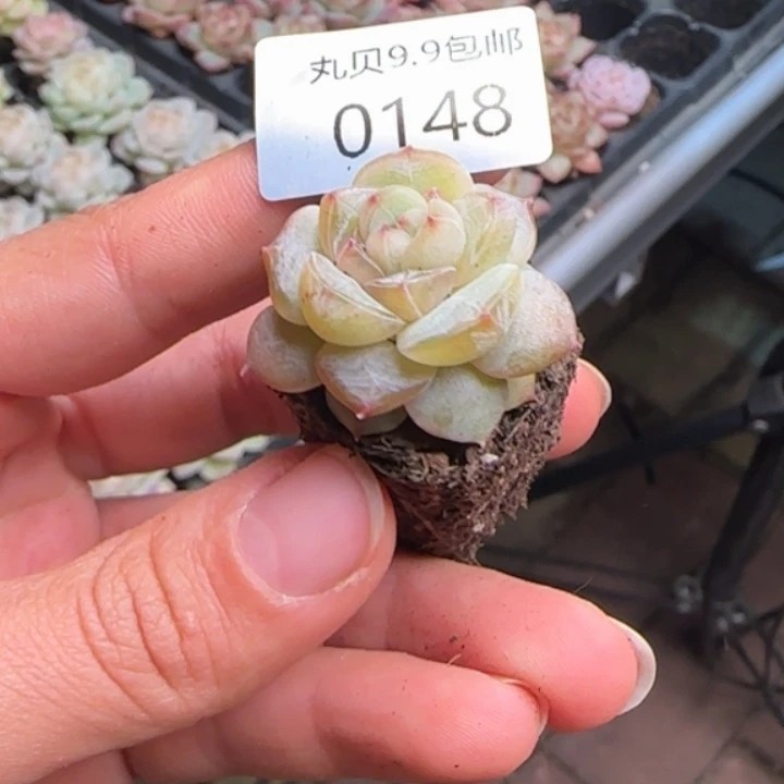 148号      雪恋人