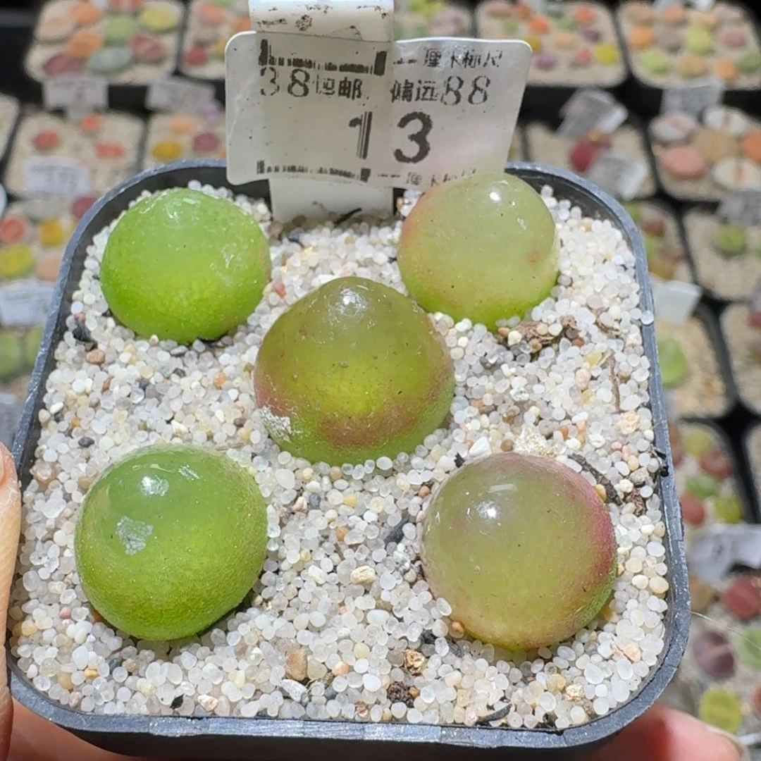 Sss精品系列便宜13灯泡