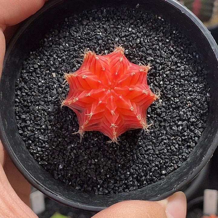 精品米哈—脱土发货6