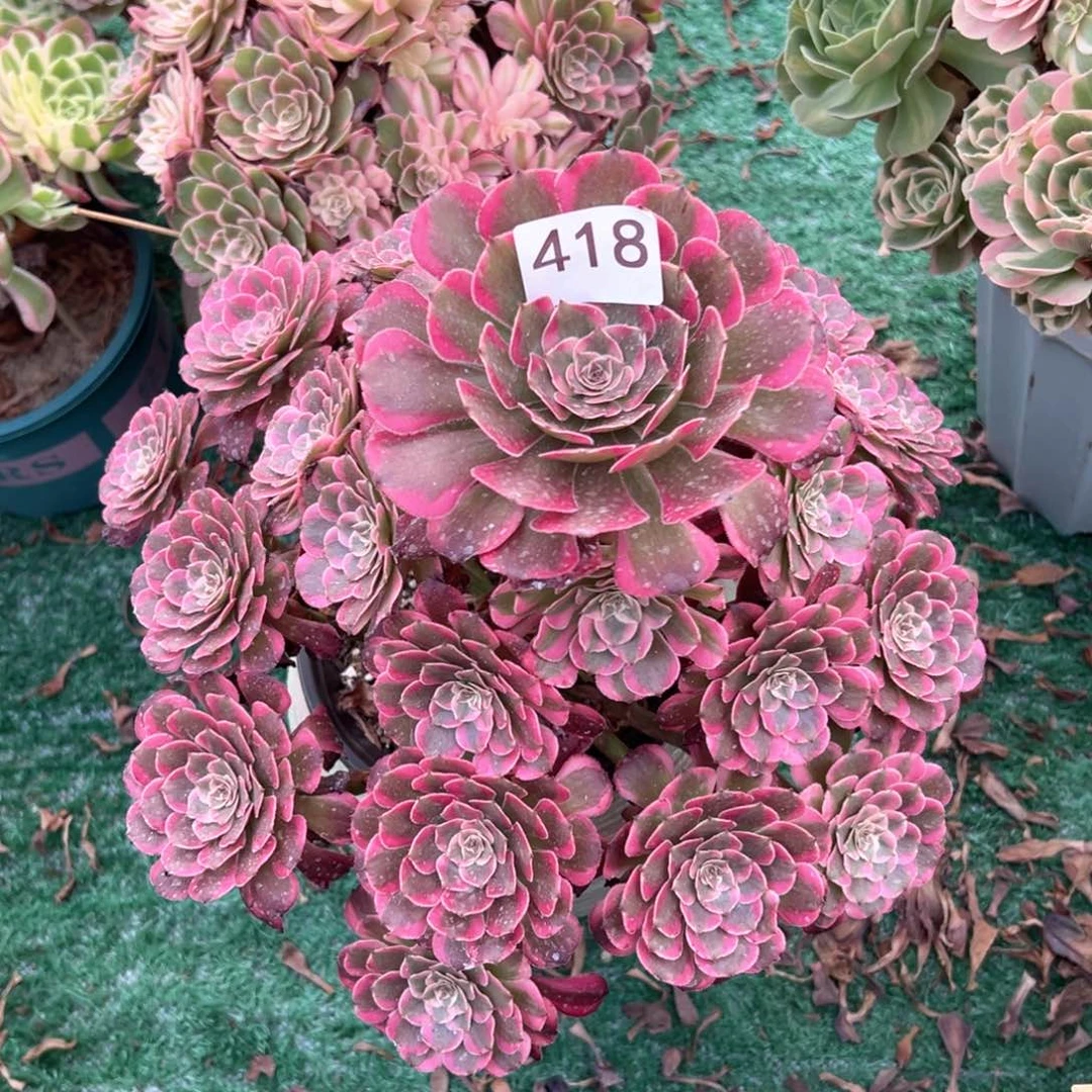 418霁月法师多肉植物