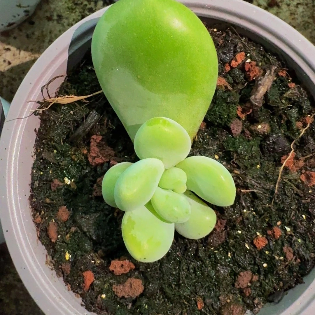 X系列 美人 新品 一物一拍