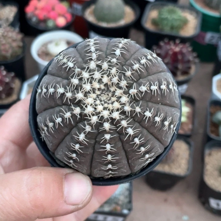 420伏刺拉根仙人球