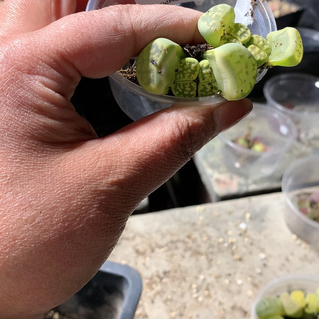 G295多肉植物保护研究所