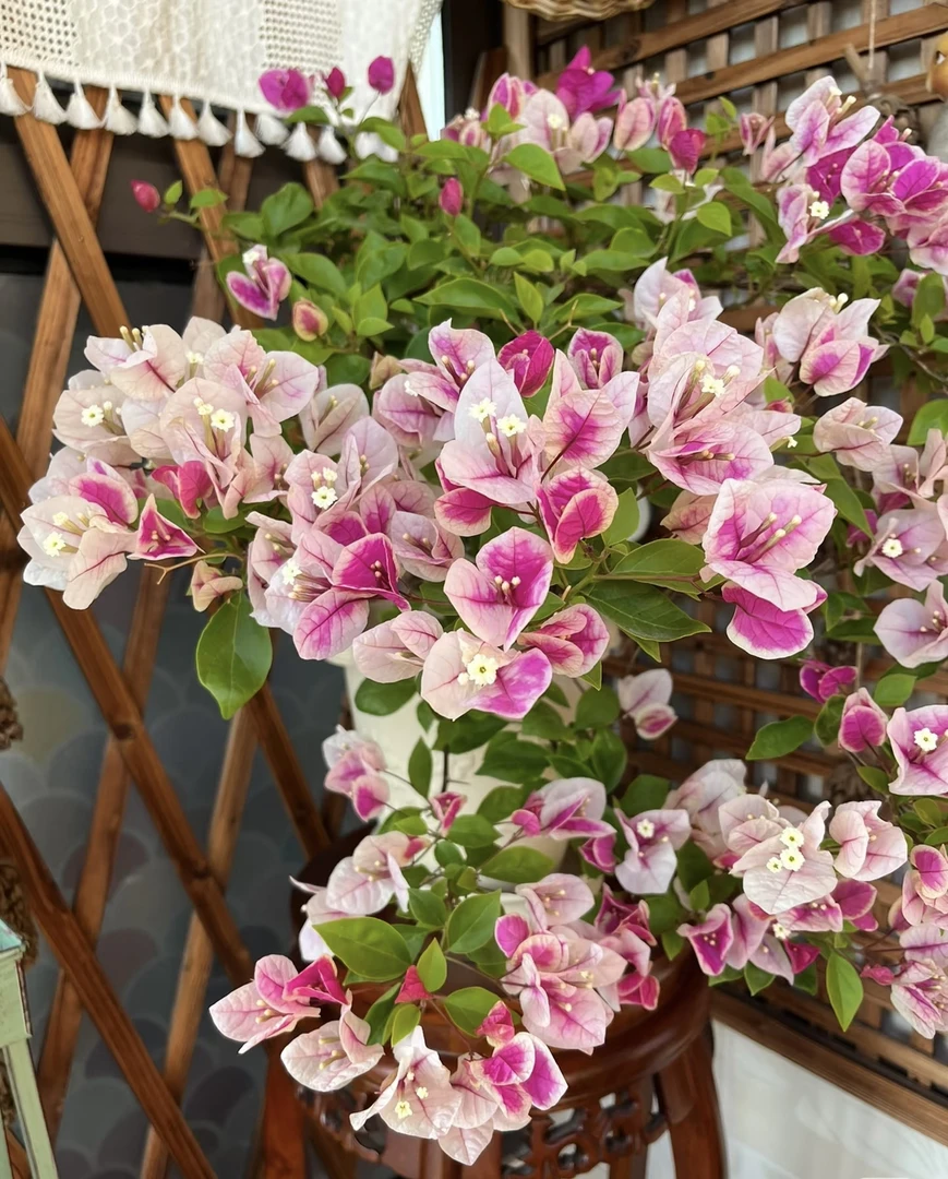 漳红樱花色百变四季勤花三角梅阳台庭院爬藤盆栽