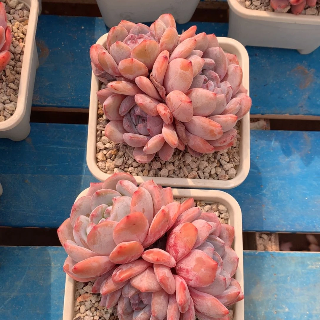 紫皮星影00002颗