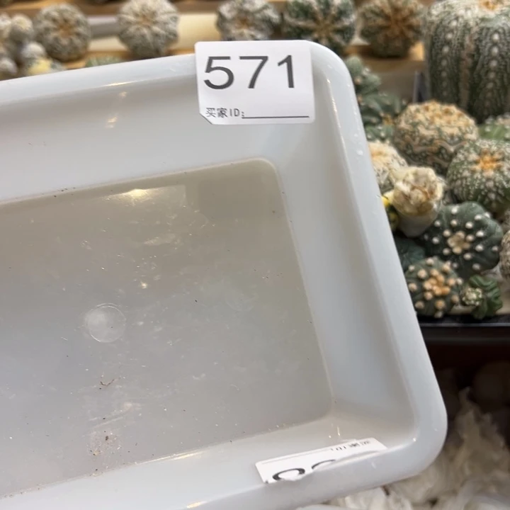 ****兜星球仙人球571号