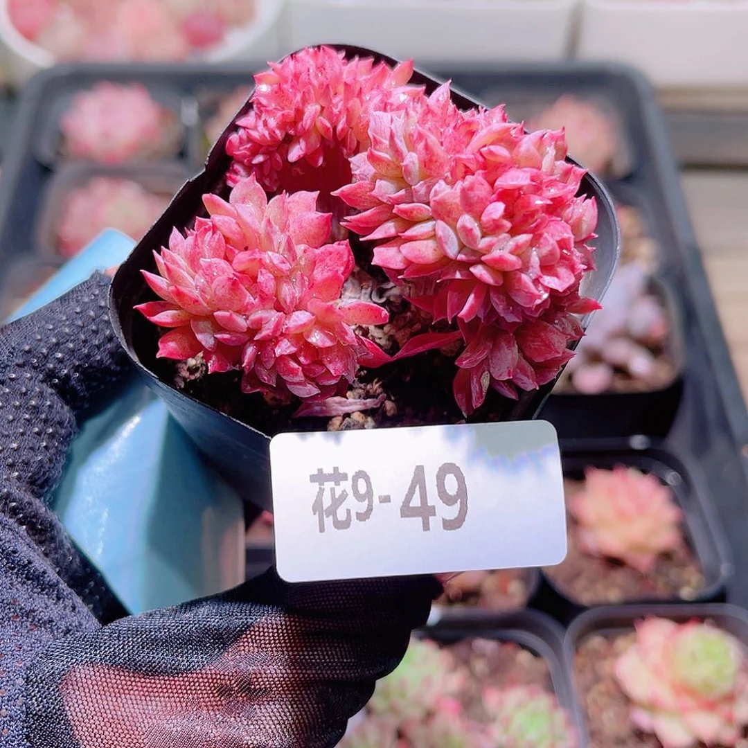 花利美9-49火焰杯缀化