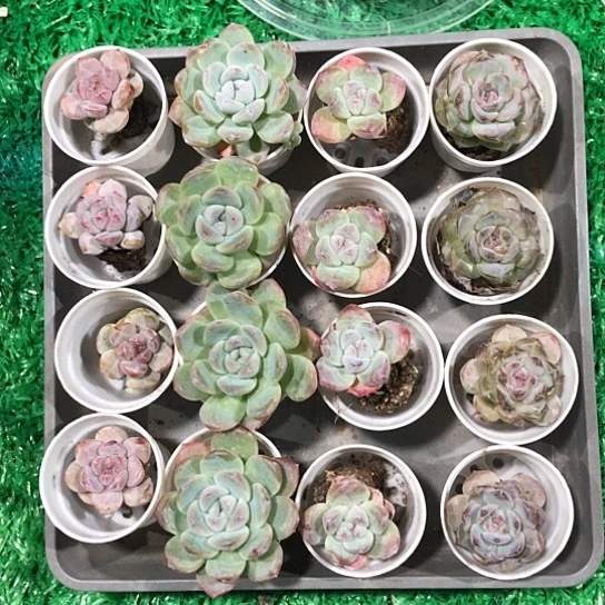 16颗精品多肉植物组合