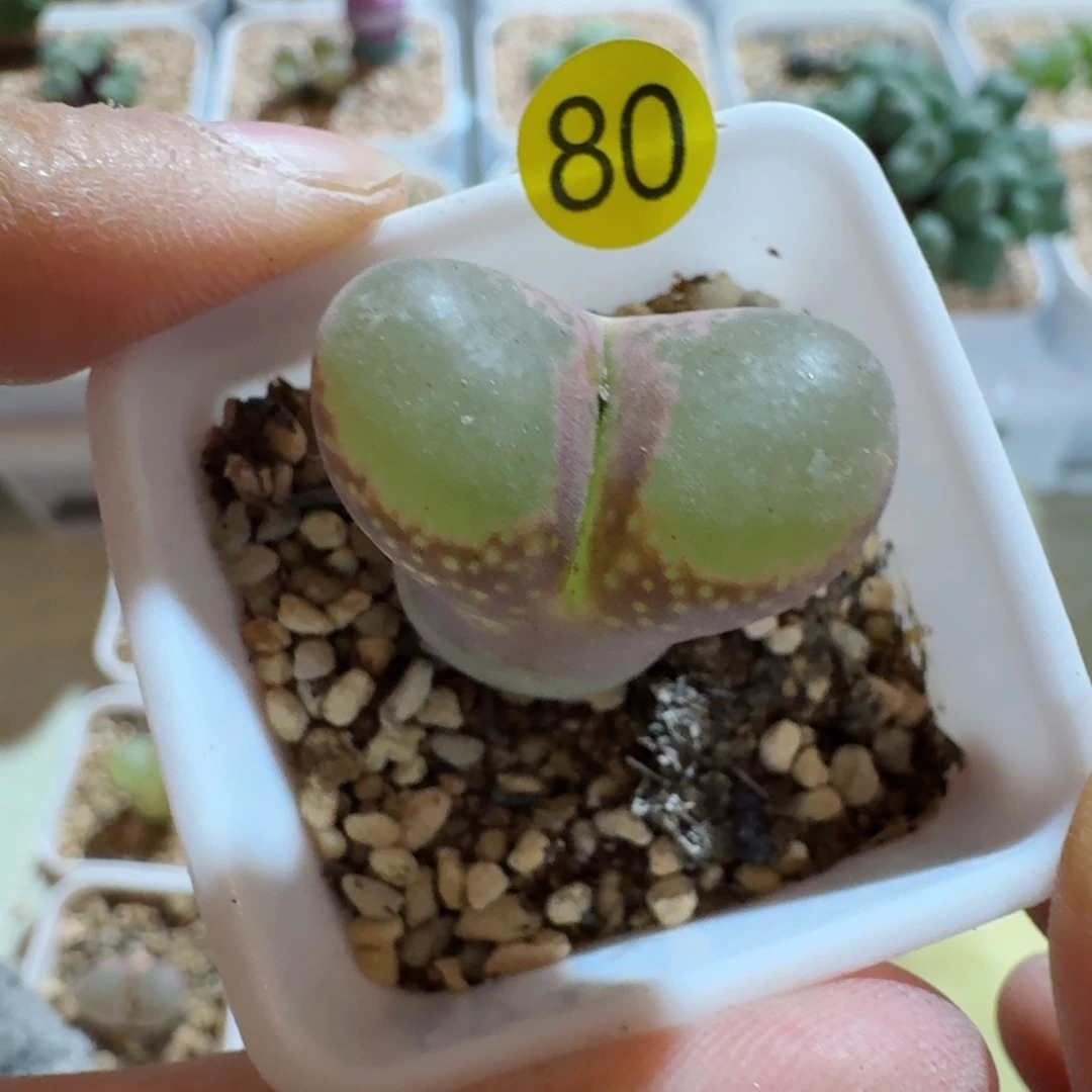 自**翔80.......多肉.......