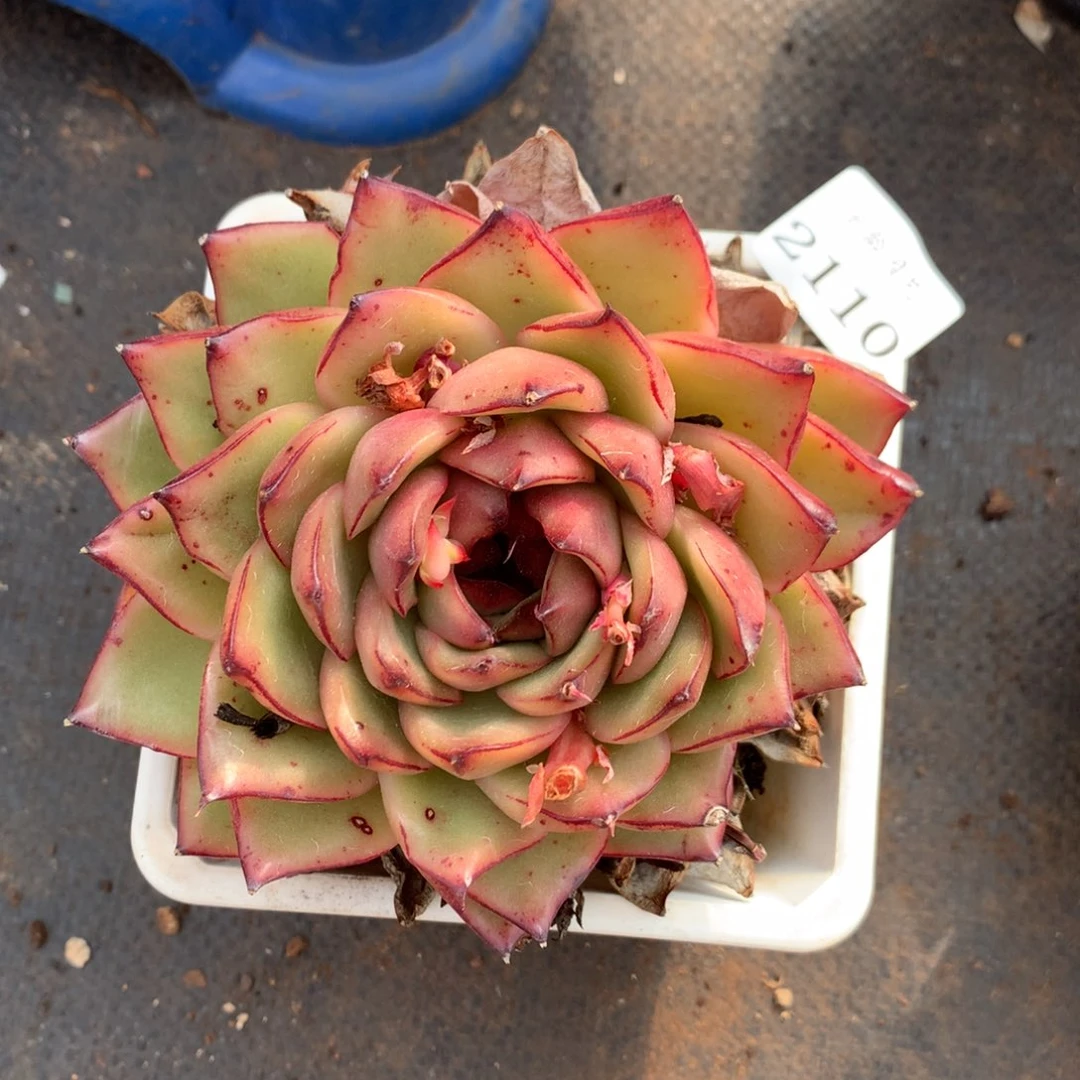 2110 杂交精品基地10厘米