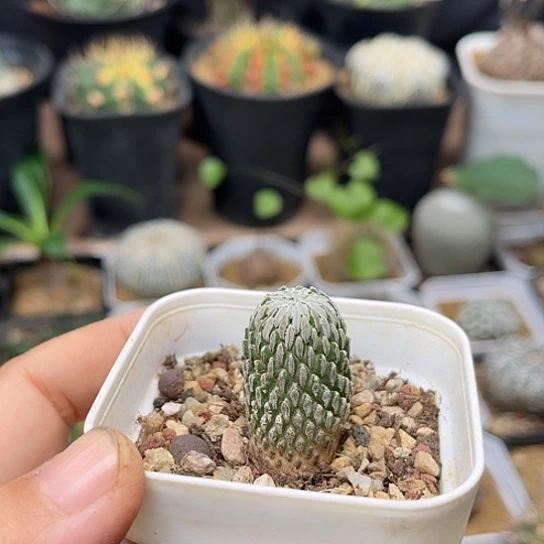 无花朵精巧丸自根萝卜根