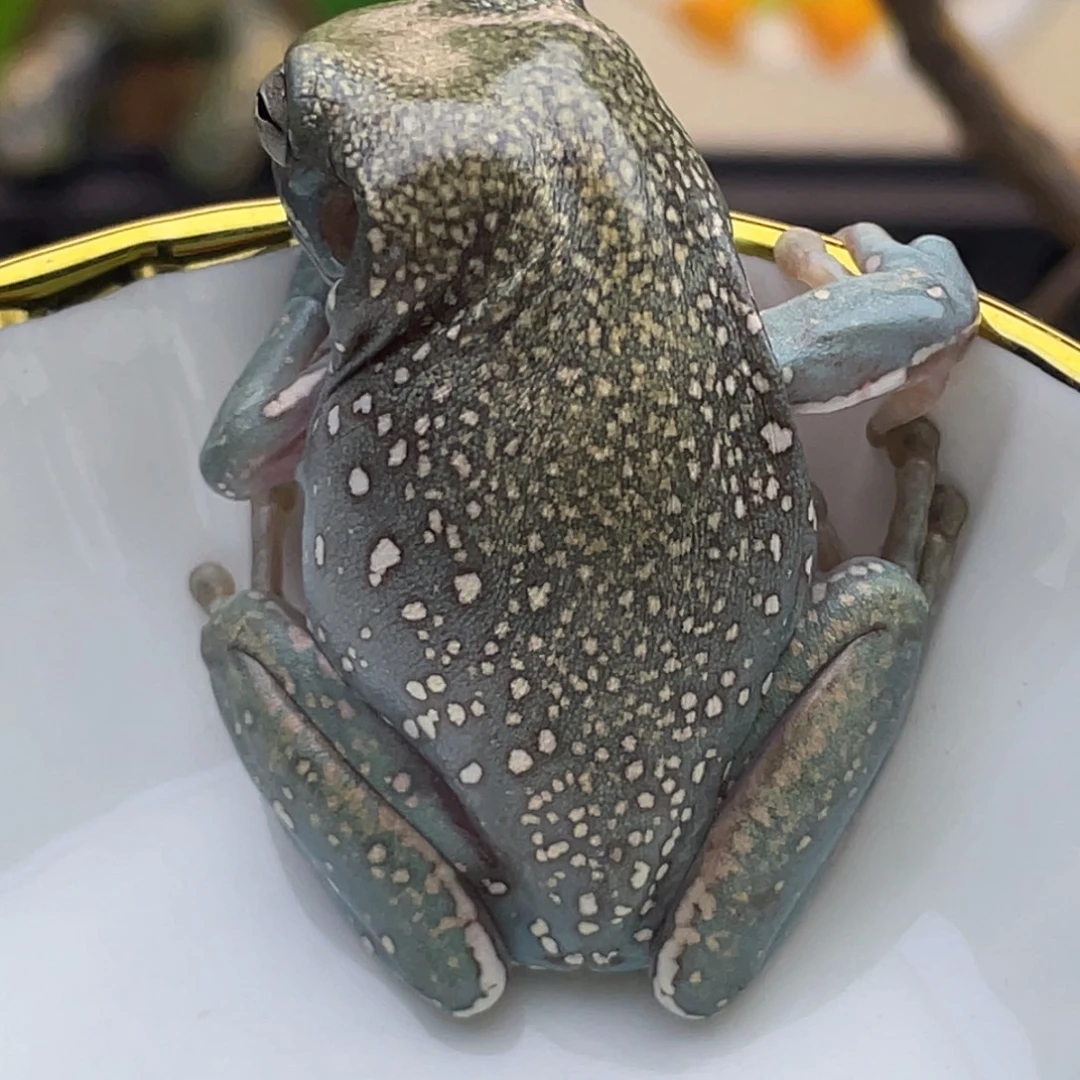 老爷树蛙湖蓝色鎏金暴雪18号