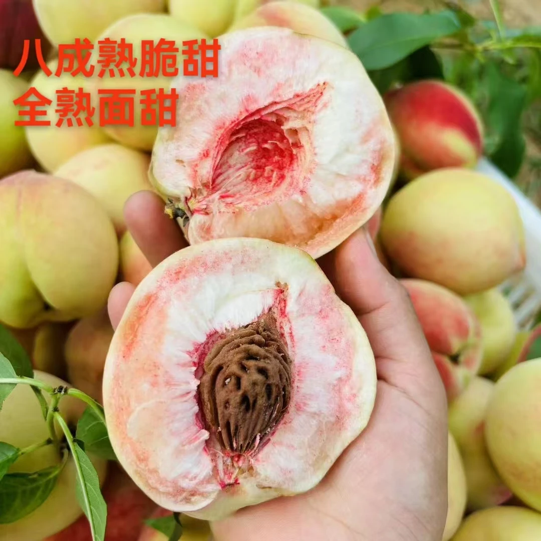 马谷田脆红沙桃面桃离核应季新鲜水果