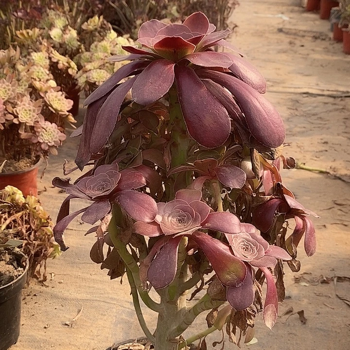 巫毒多肉植物043