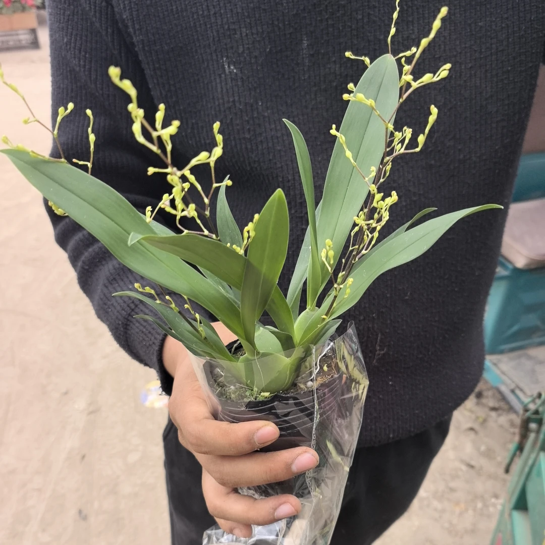 梦香兰米白色开花带花苞冬季浓香室内易养护绿植花卉加彩色