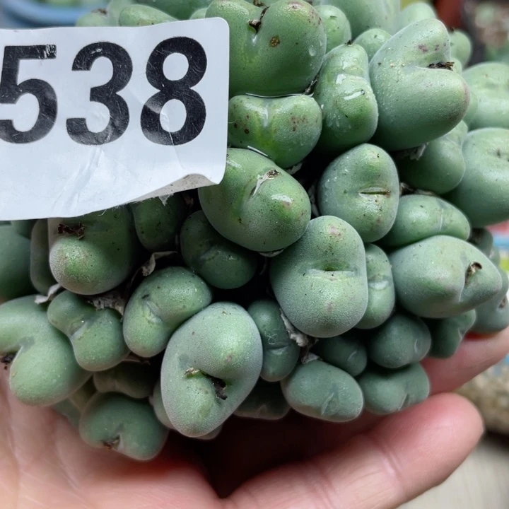 538；大群口迪零下拍保温