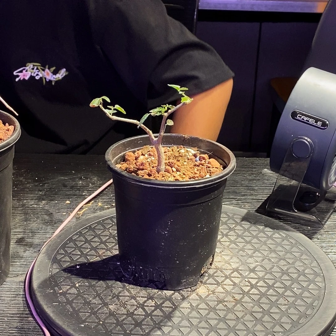 滔天没药实生一个