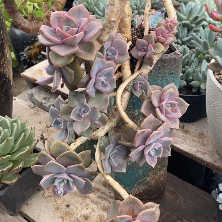 请****?彩虹糖整无砍多肉