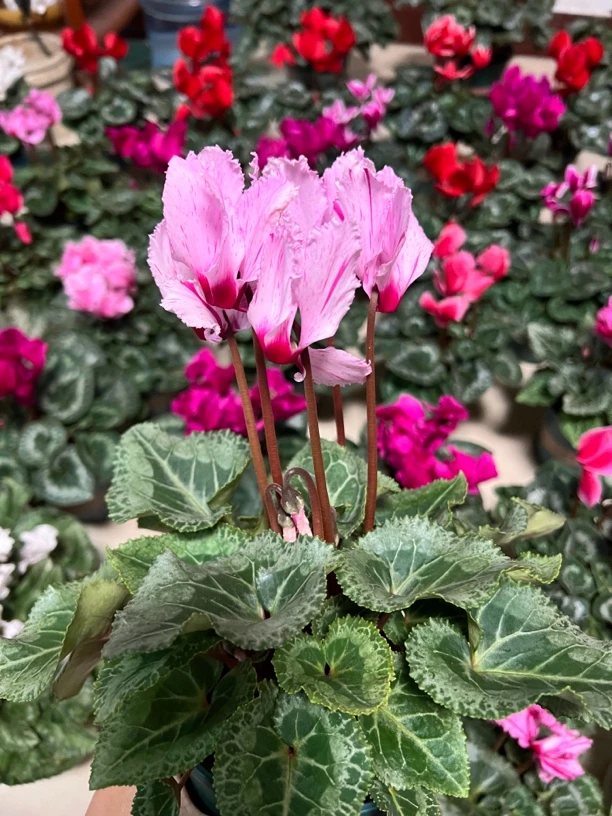 F1代仙客来0.5升加仑盆四倍体稀有彩旗室内观赏花卉