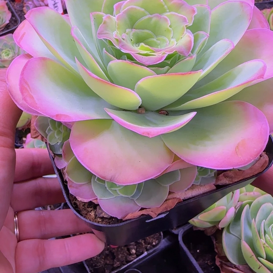 锦书玫瑰十分杯10