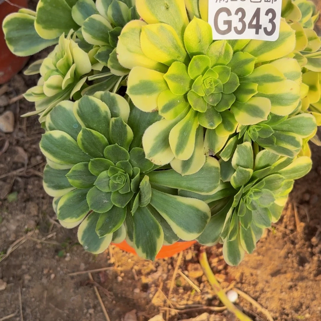 343多肉植物捧花的时候