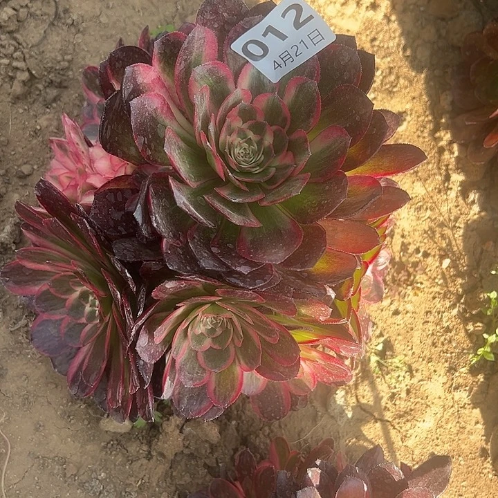 4.21-12海神多肉2