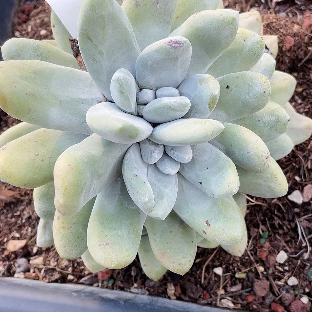 花朵红拇指老桩5701