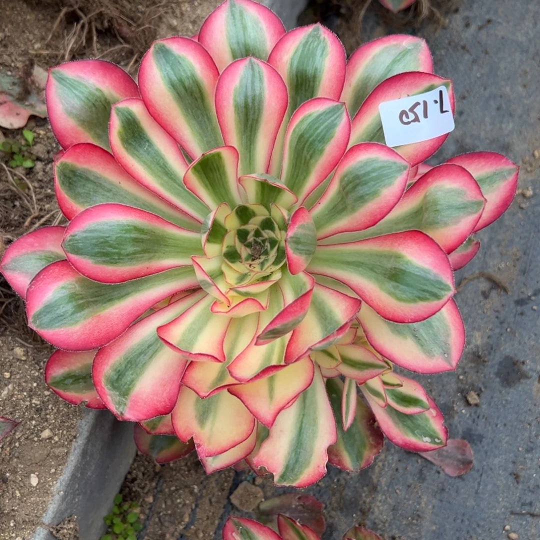 150爱丽丝多肉多肉多肉