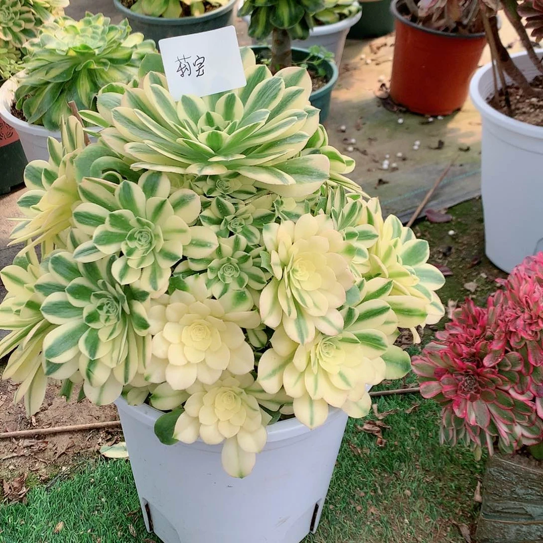 【闪购商品】莉*@辛尼亚，多肉