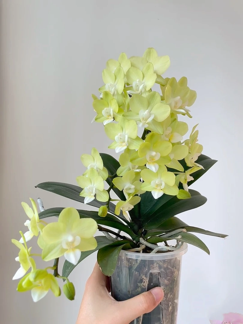[3花剑薄荷糖] 爆花 带花间 加大杯稀机器带花剑发货